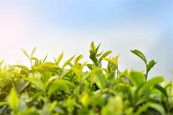 冬越しの室内植物｜ホリデーシーズンを彩るおすすめ品種と育て方のコツ